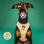 Club Pupicana - No Pull Adjustable Dog Harness