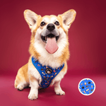 Howl-lywood - No Pull Adjustable Dog Harness