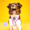 Load image into Gallery viewer, Sweet as Can Bee - No Pull Adjustable Dog Harness