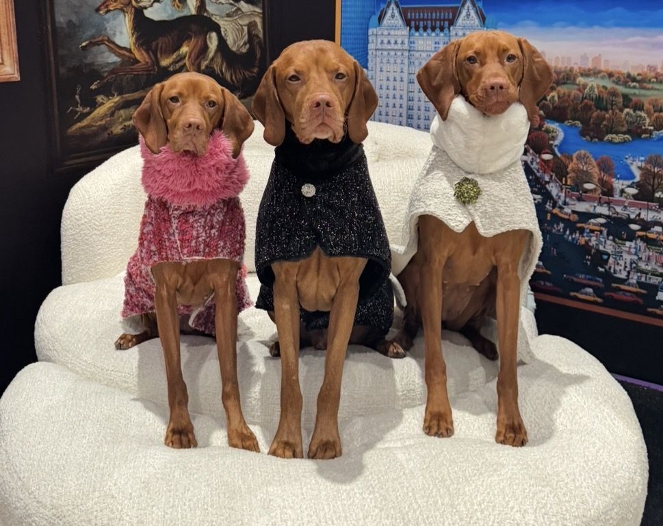 Bowsers Pet Supplies Collection: Premium Products for Your Furry Friends