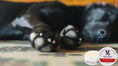 Load image into Gallery viewer, Paw Defense Wax - Soothes, Moisturizes and Protects Dog's Paw Pads 
