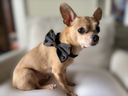 Dapper Satin Stud & Rhinestone Bowtie