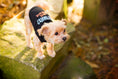 Load image into Gallery viewer, Parisian Pet 'Got Treats?' Novelty Dog Apparel – Fun Embroidered Pet Wear for Dogs & Cats, Black
