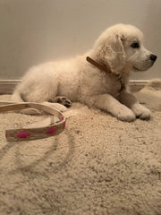 Dog Leashe Pink and Rawhide 