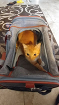 Load image into Gallery viewer, Mr. Peanut's Gold Series Standard Size Airline Compliant Pet Carrier
