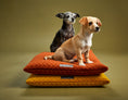 Load image into Gallery viewer, Southlake Paws Bumble Chartreuse Cozy Mat featuring two dogs sitting on stacked mats in warm colors.
