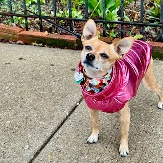 Chic Waterproof Puffer Dog Vest - Southlake Paws