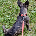 Load image into Gallery viewer, Biothane Service Dog Collar Or Leash
