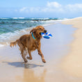 Load image into Gallery viewer, Body Glove Life Ring Dog Toy
