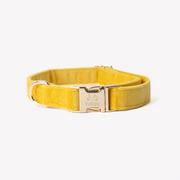 'Yellow' - Velvet Dog Collar 