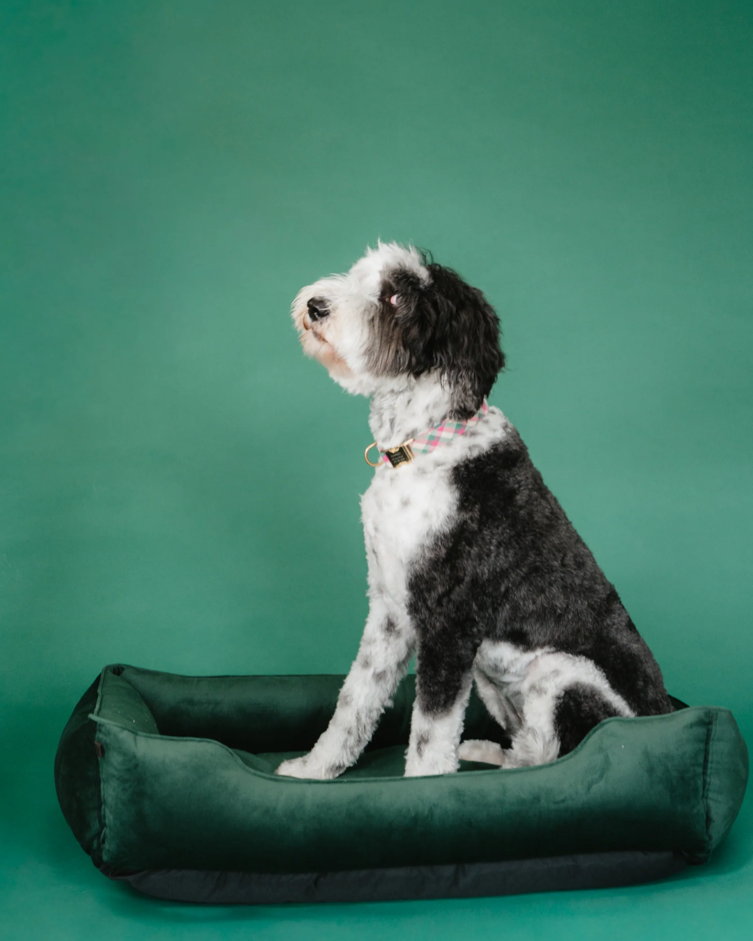 Bolster Beds Premium Chester & Lee | Classic Velvet Sleeper Dog Bed Green