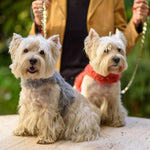 Personalized Faux Fur Dog Harness Vest