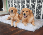 PupRug Faux Fur Orthopedic Dog Bed - Rectangle Grey