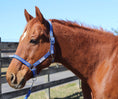 Load image into Gallery viewer, TuffRider Nylon Breakaway Halter & Lead Rope Set - image 17
