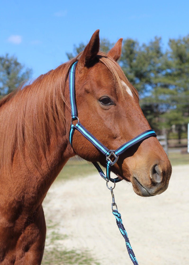 TuffRider Nylon Breakaway Halter & Lead Rope Set - image 9
