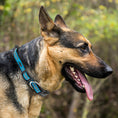 Load image into Gallery viewer, NFL Carolina Panthers Dog Collar
