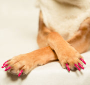 Happy Paw Hot Pink Non-toxic Nail Polish by Dog Fashion Spa