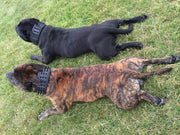 'Black Giant'' collar