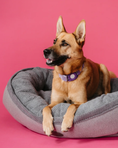 Load image into Gallery viewer, Premium Chester & Lee | Furry Bagel Dog Bed

