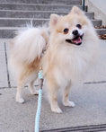 Load image into Gallery viewer, LEASH - DESERT MINT
