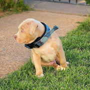 BESTIA DOG SPORT FAST RELEASE COLLAR BLUE 