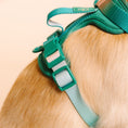 Load image into Gallery viewer, Parker Dog Harness
