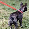 Load image into Gallery viewer, Biothane Service Dog Collar Or Leash
