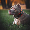 Load image into Gallery viewer, The "Eros" collar 2.5 inch wide black & orange - Southlake Paws
