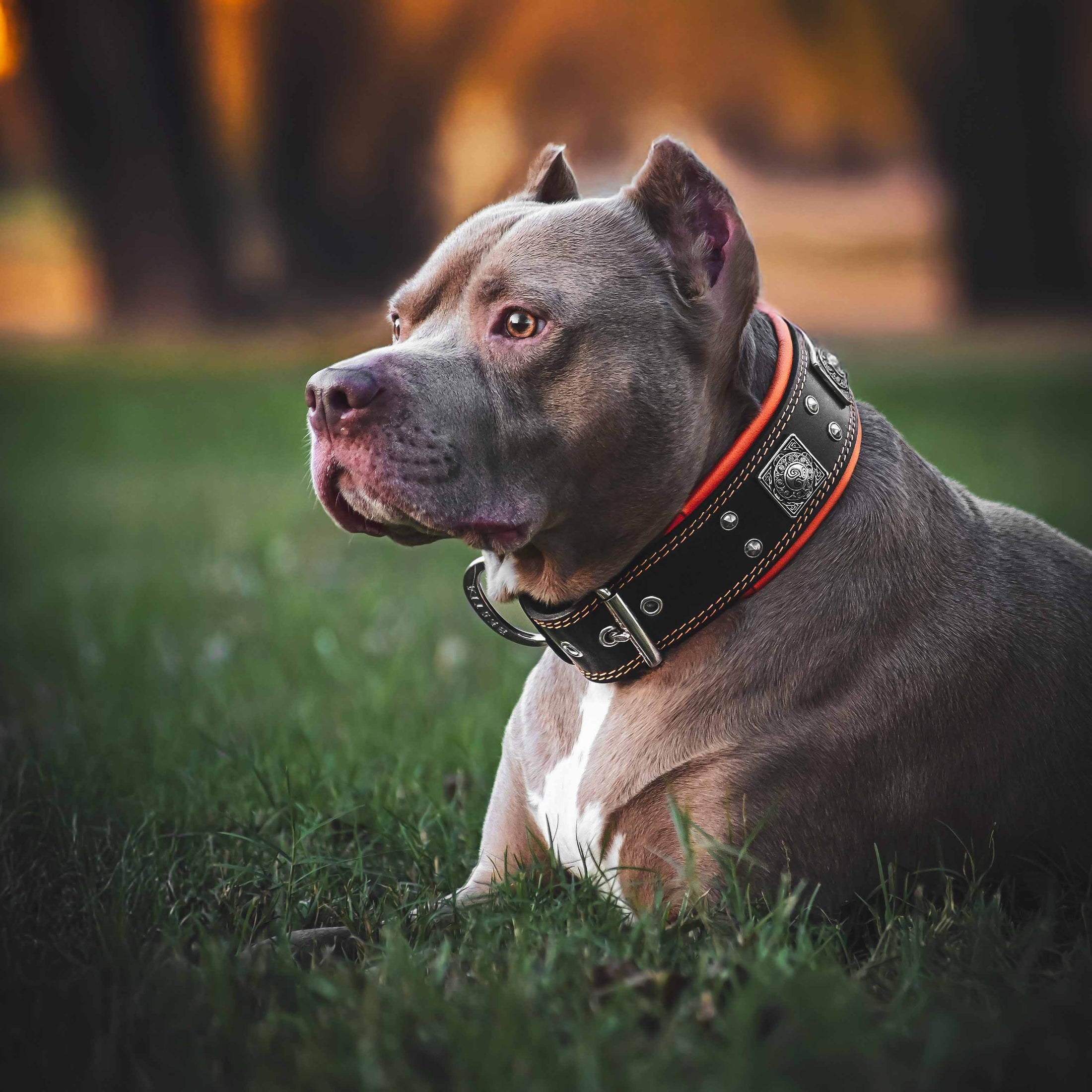 The "Eros" collar 2.5 inch wide black & orange - Southlake Paws
