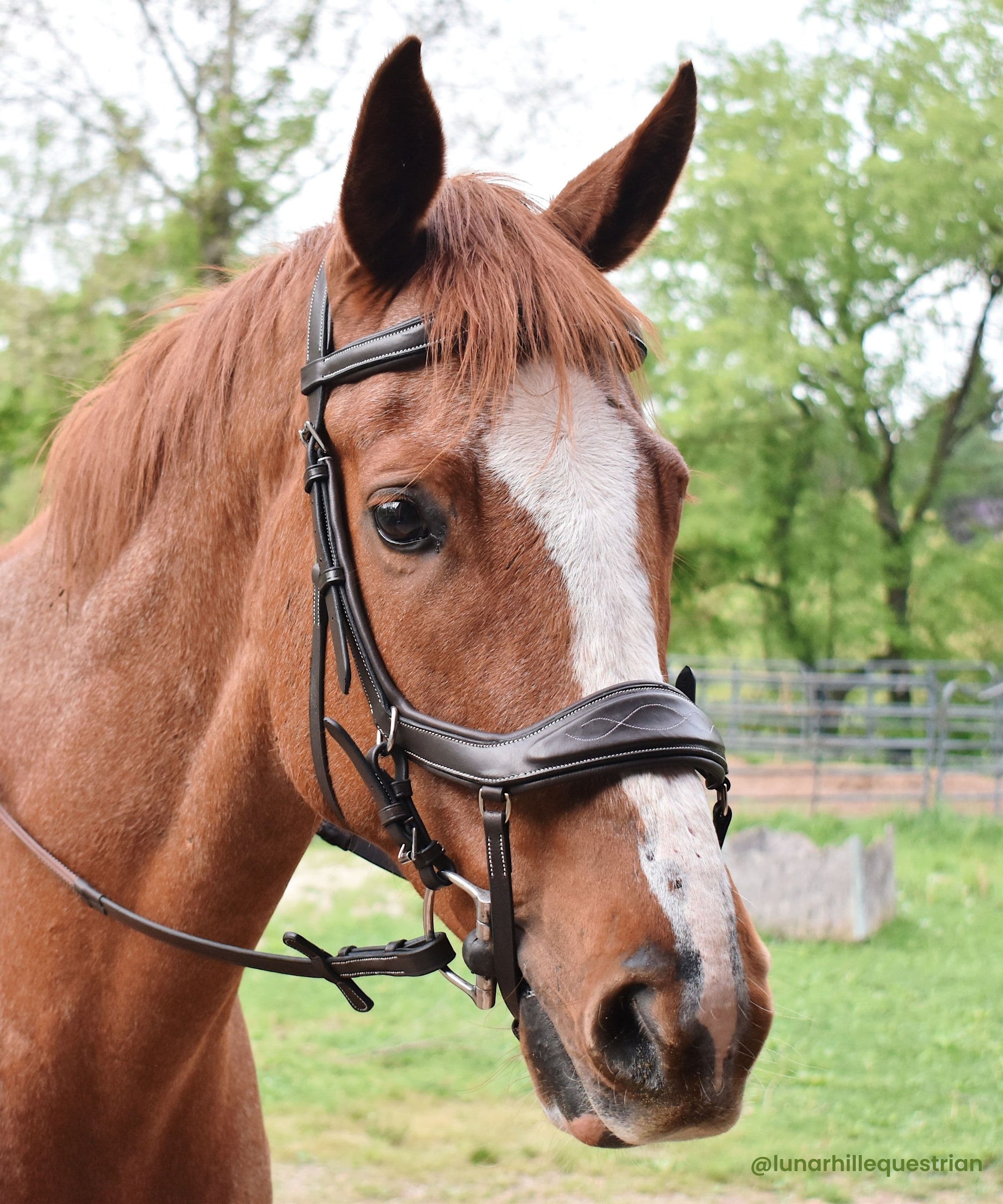 ExionPro Anti-Pressure Anatomic Jumping Raised Padded Fancy Wave Stitched Bridle - Southlake Paws