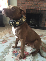 'Imperium'' hand stitched 8 cm wide show collar