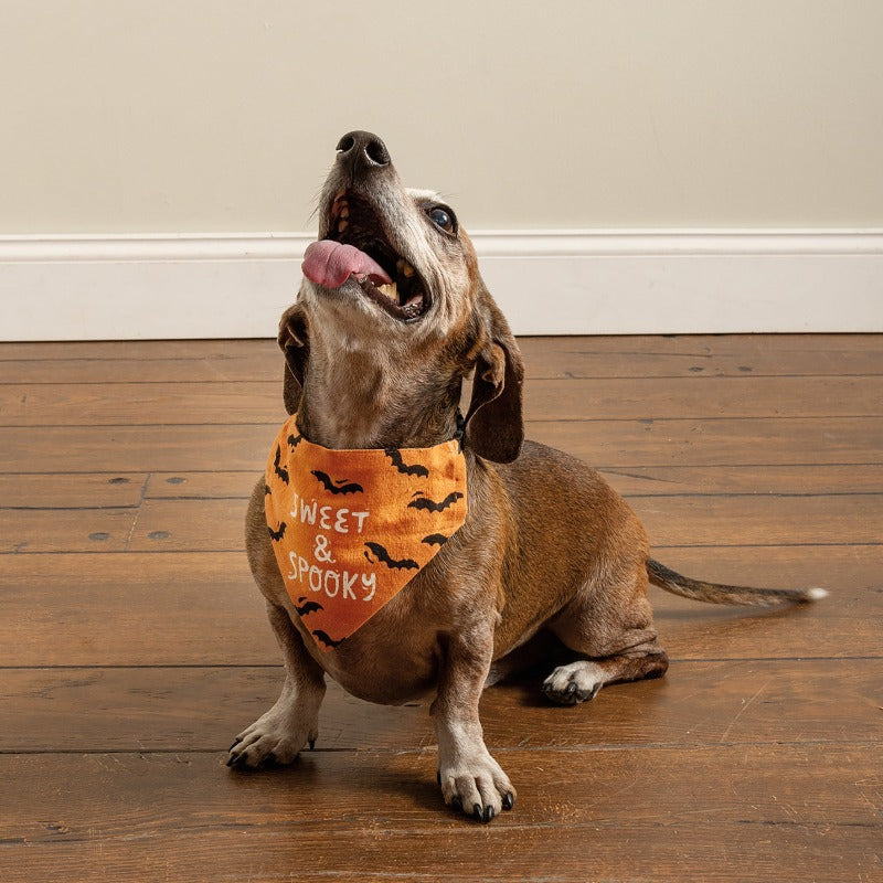 Halloween Reversible Collar Bandana "Sweet & Spooky" / "My Mummy Loves Me" - Southlake Paws