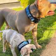 BESTIA DOG SPORT FAST RELEASE COLLAR BLUE 