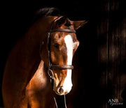 Replacement Noseband of ExionPro Padded Hunter Bridle 