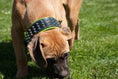Load image into Gallery viewer, The "Stud" dog collar
