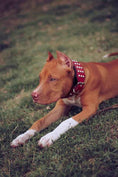 Load image into Gallery viewer, The "Star" Set- collar & leash
