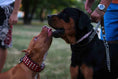 Load image into Gallery viewer, The "Star" Set- collar & leash
