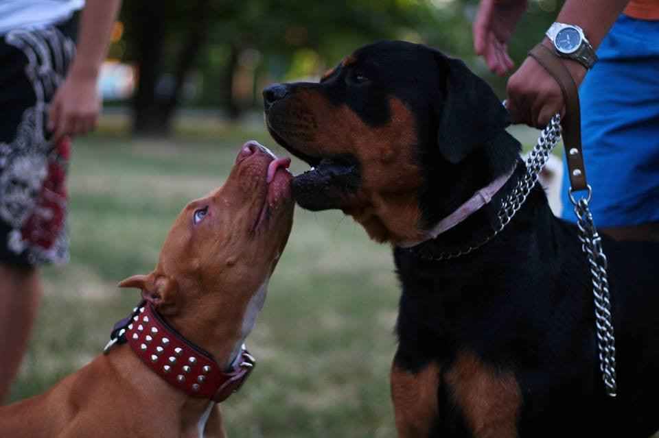 The "Star" Set- collar & leash