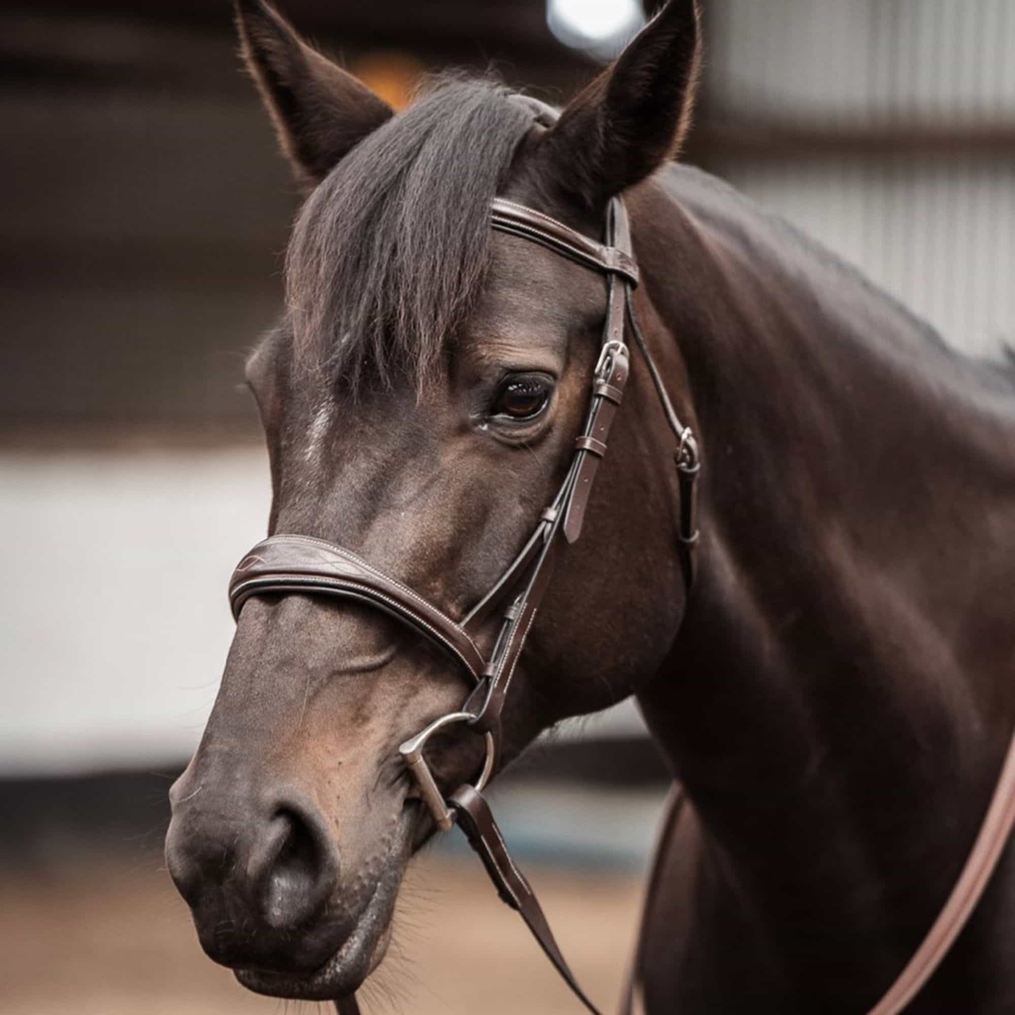 Replacement Noseband of ExionPro Fancy Stitched Raised Anatomical Bridle without Flash - Southlake Paws
