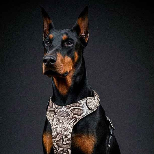 The ''Rock Python'' Dogs and pets harness