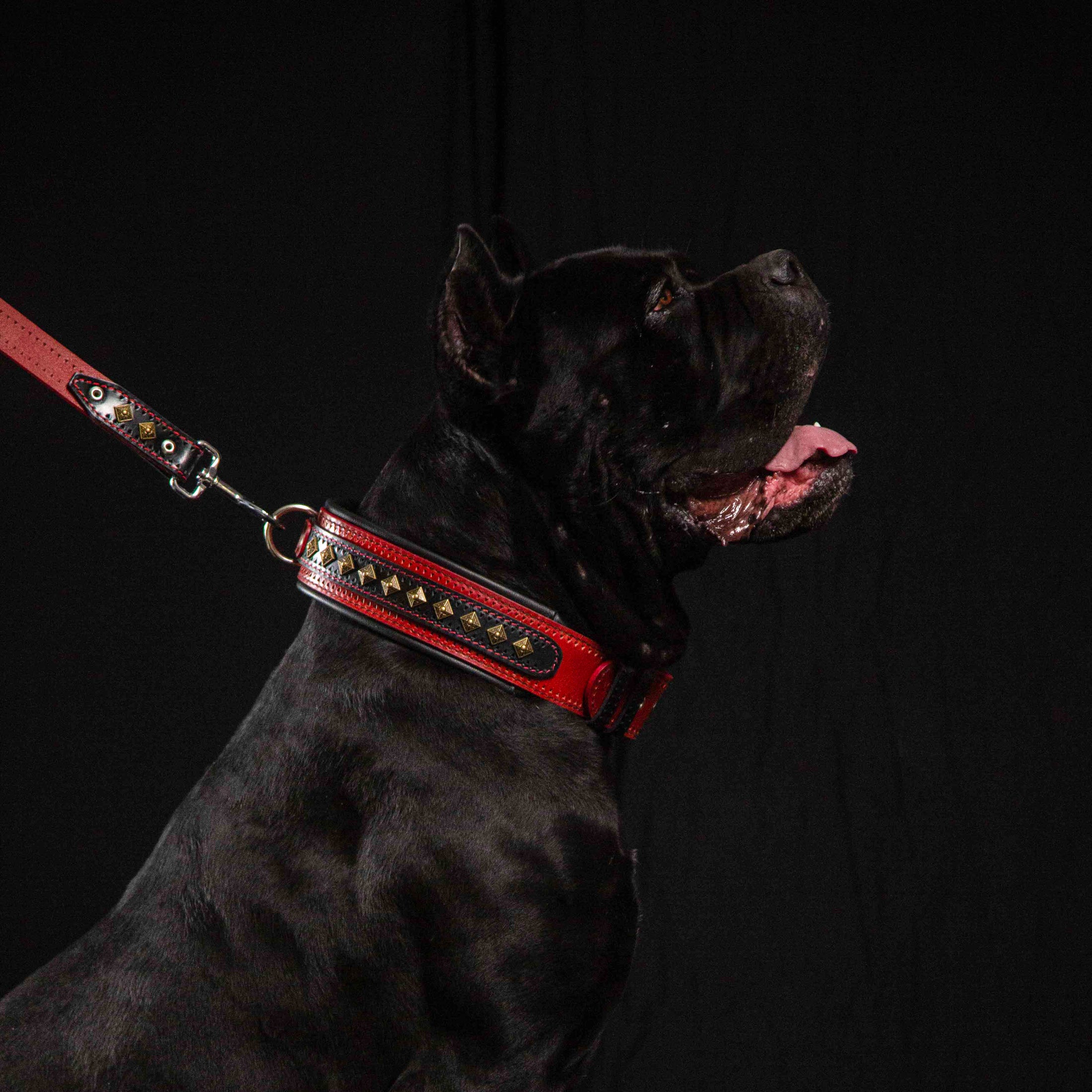 The "Balteus" red collar - Southlake Paws