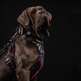 Load image into Gallery viewer, The "Ariel" collar - Southlake Paws

