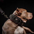 Load image into Gallery viewer, the "DAVID" hand stitched 3.15 inch wide show collar - Southlake Paws
