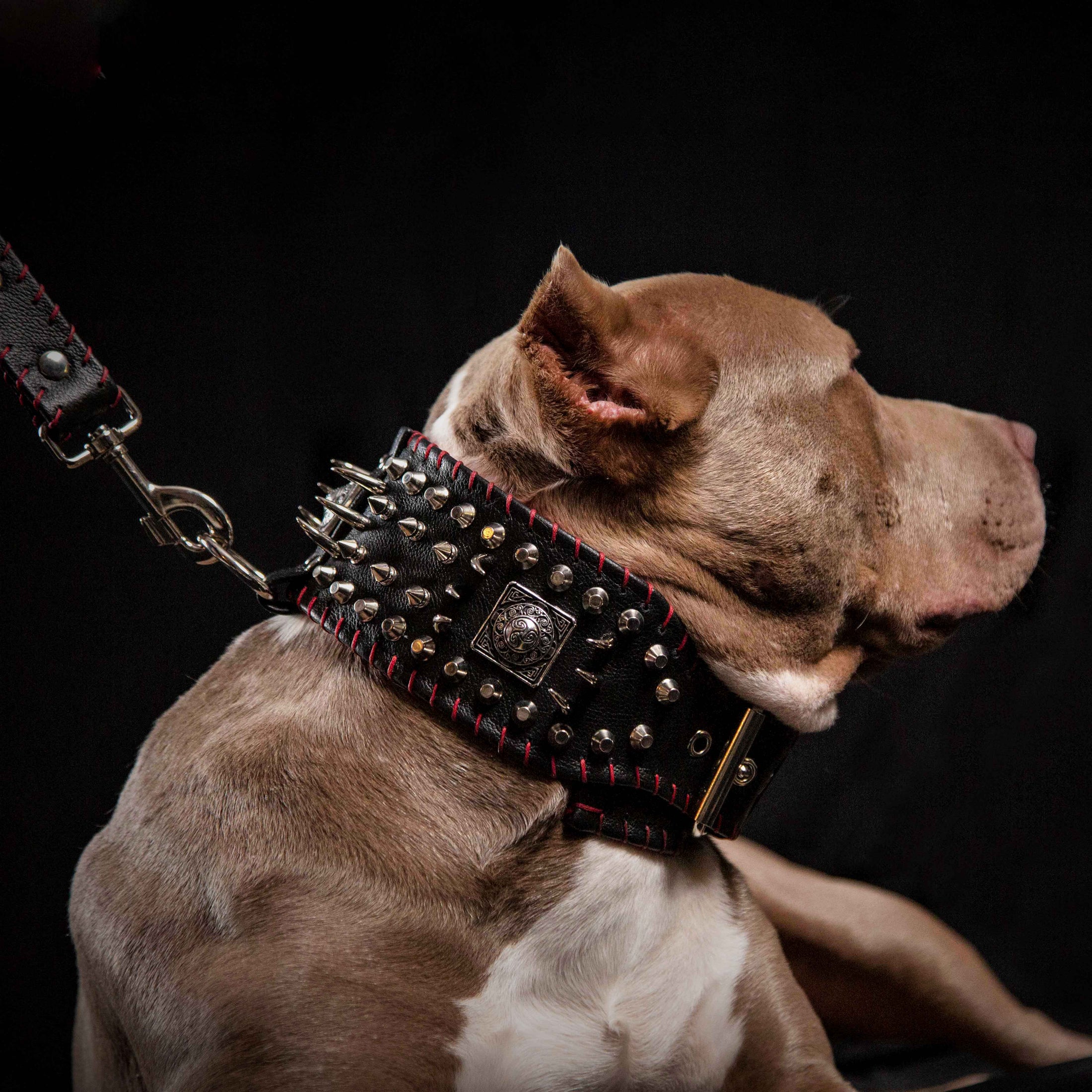 the "DAVID" hand stitched 3.15 inch wide show collar - Southlake Paws