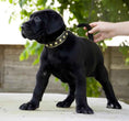 Load image into Gallery viewer, The "Maxi" collar
