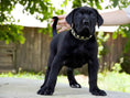 Load image into Gallery viewer, The "Maxi" collar
