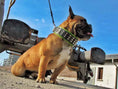 Load image into Gallery viewer, The "Stud" dog collar
