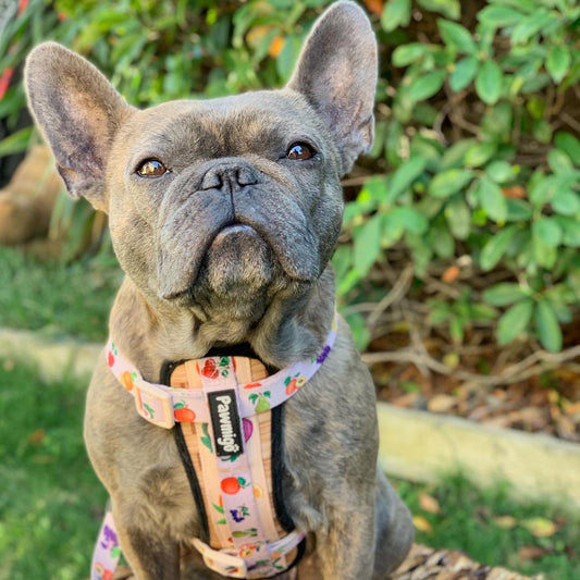 Frootie Patootie X-Fit Harness - Southlake Paws