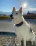 Load image into Gallery viewer, The "Haunted'' collar LIMITED
