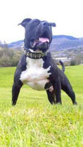 Load image into Gallery viewer, The "Steel" collar
